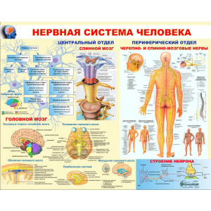 Нервная система человека